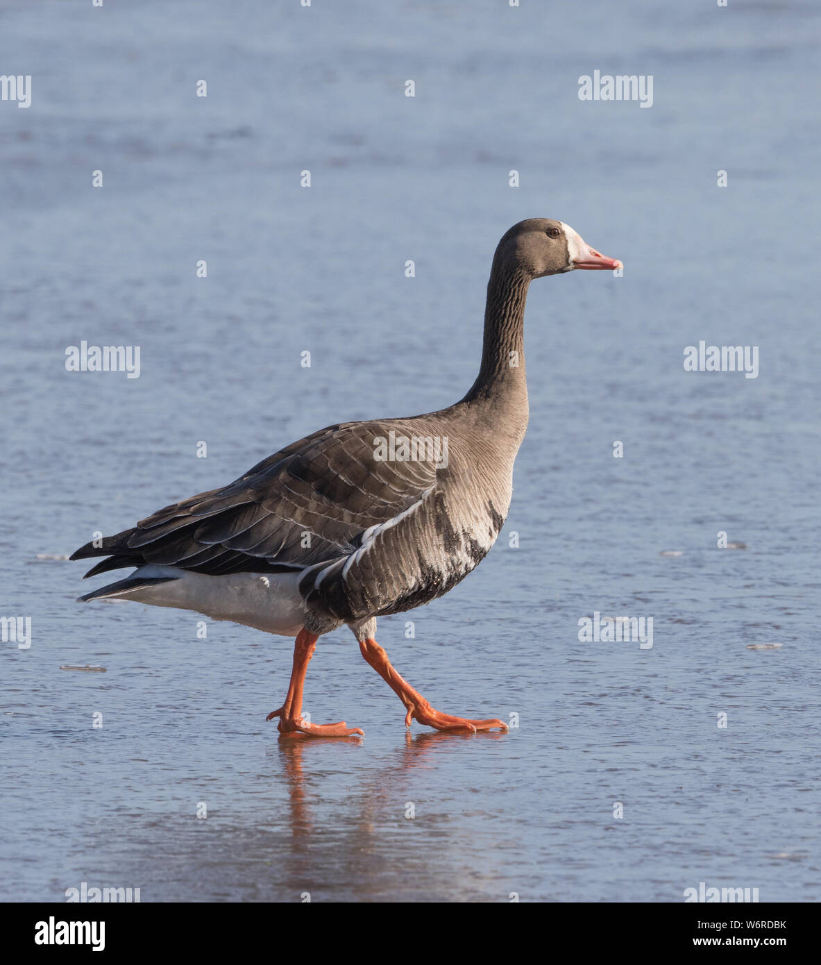 White-fronted or Speckle-belly Goose Stock Photo