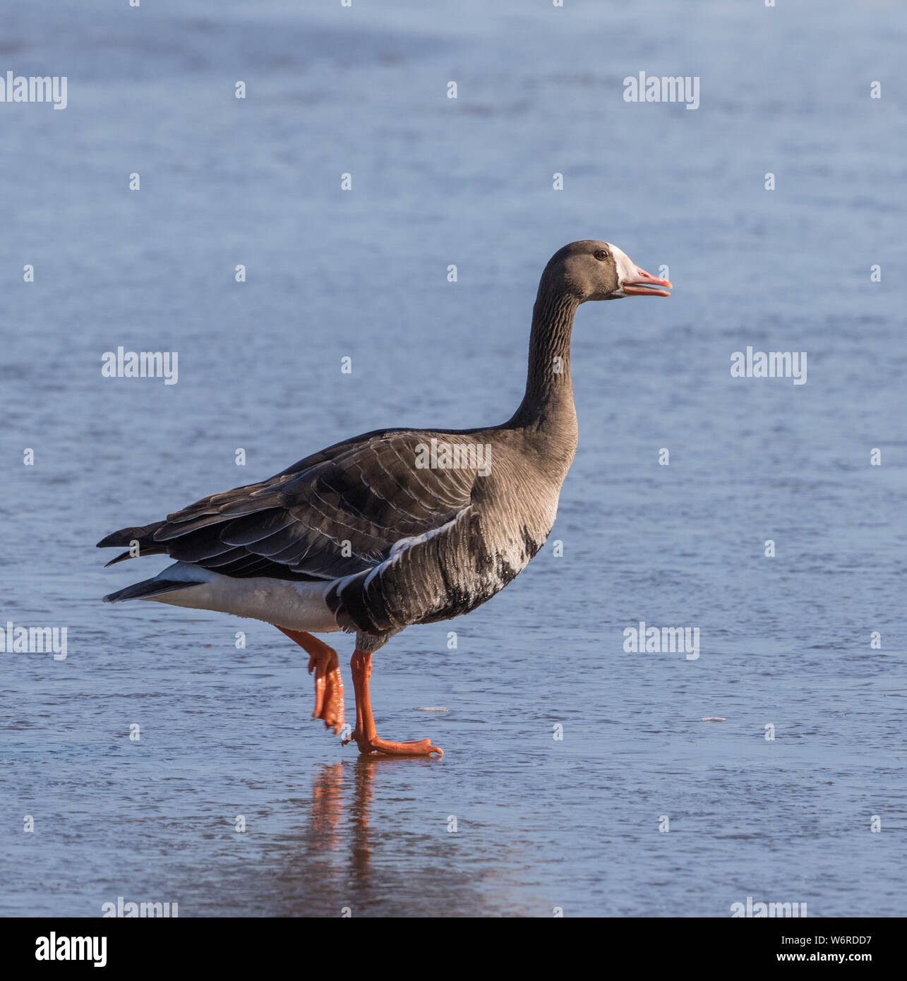White-fronted or Speckle-belly Goose Stock Photo