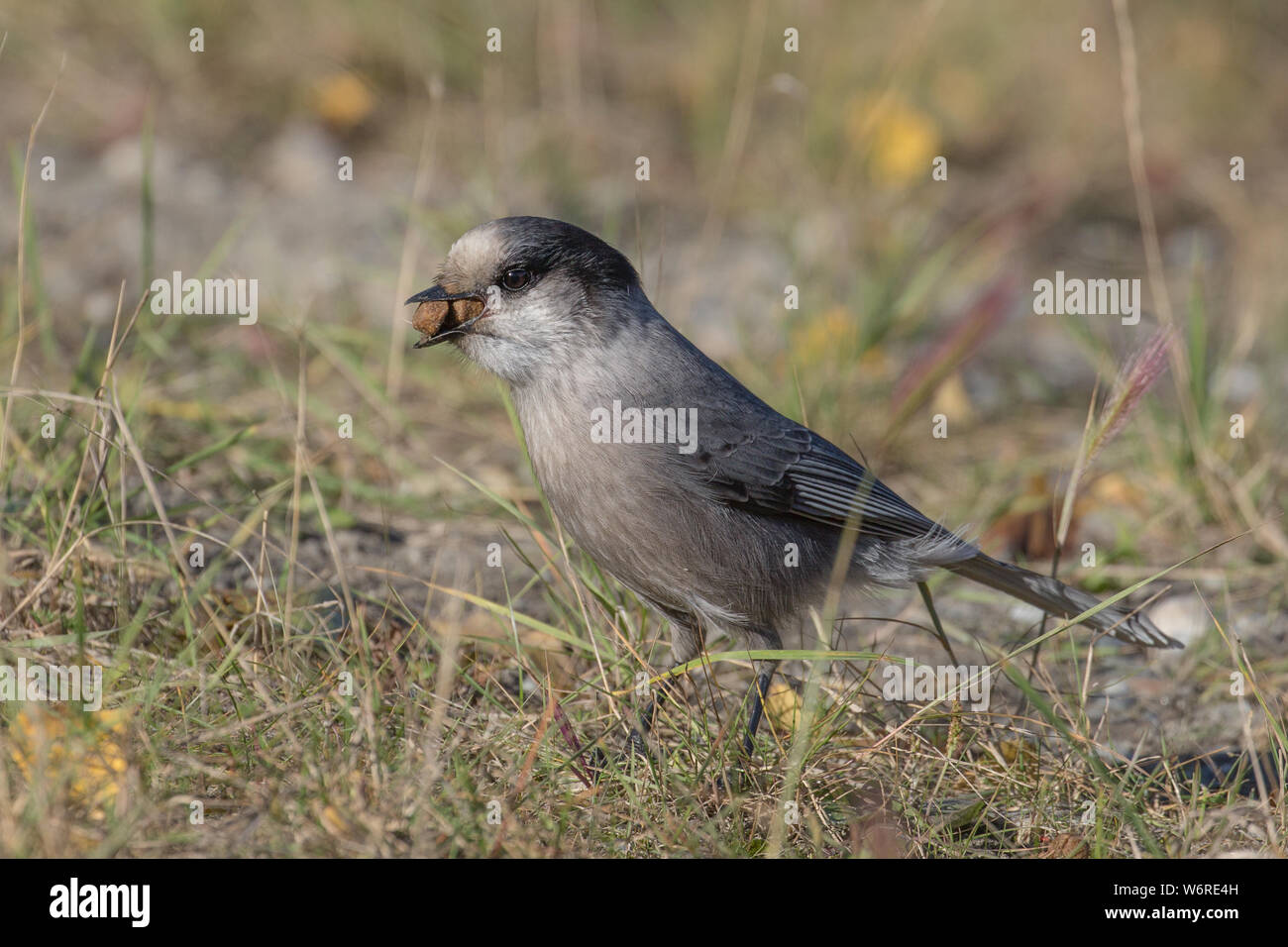 Gray Jay or Canada jay Stock Photo - Alamy