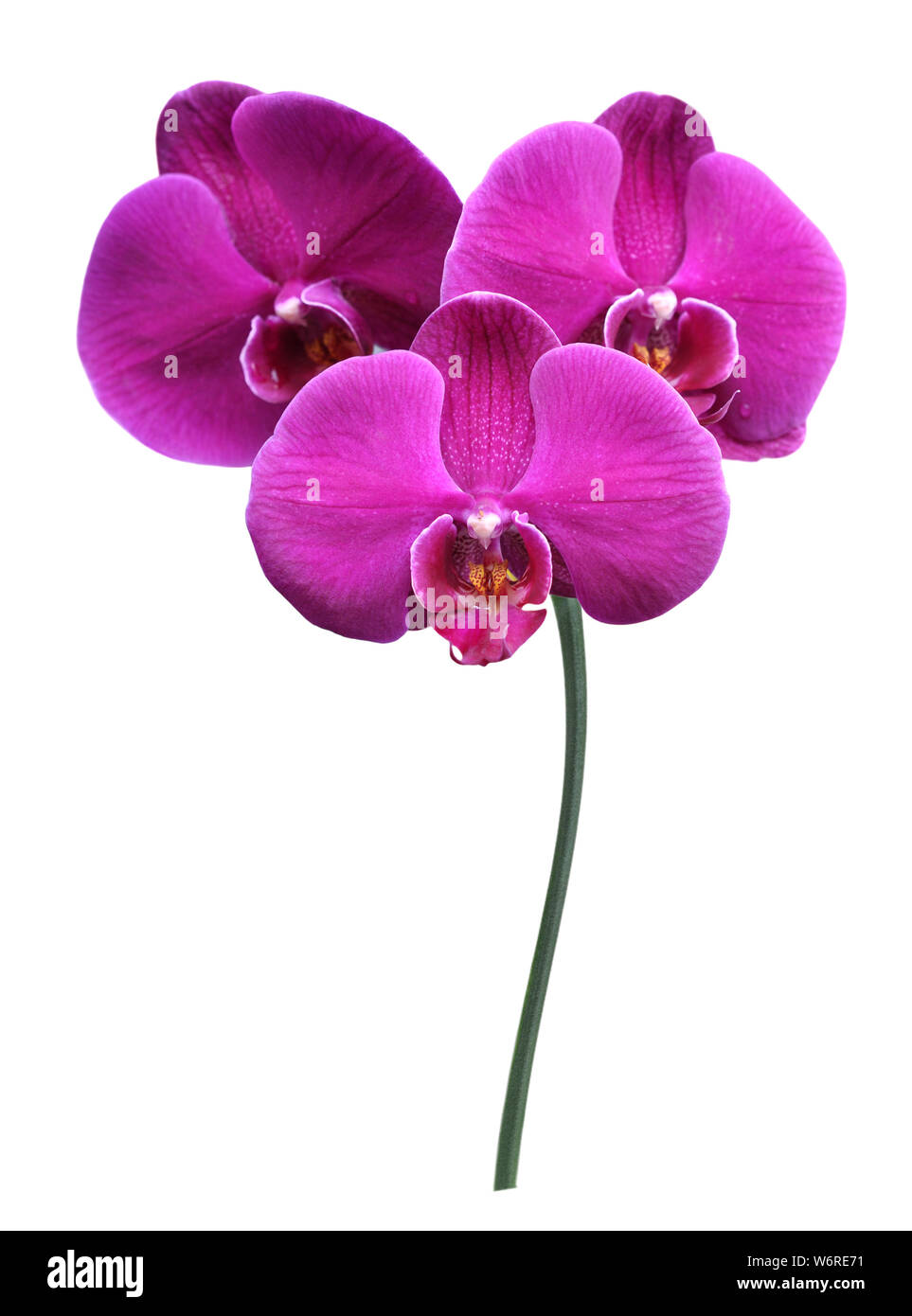 beautiful purple orchid isolated on white background Stock Photo