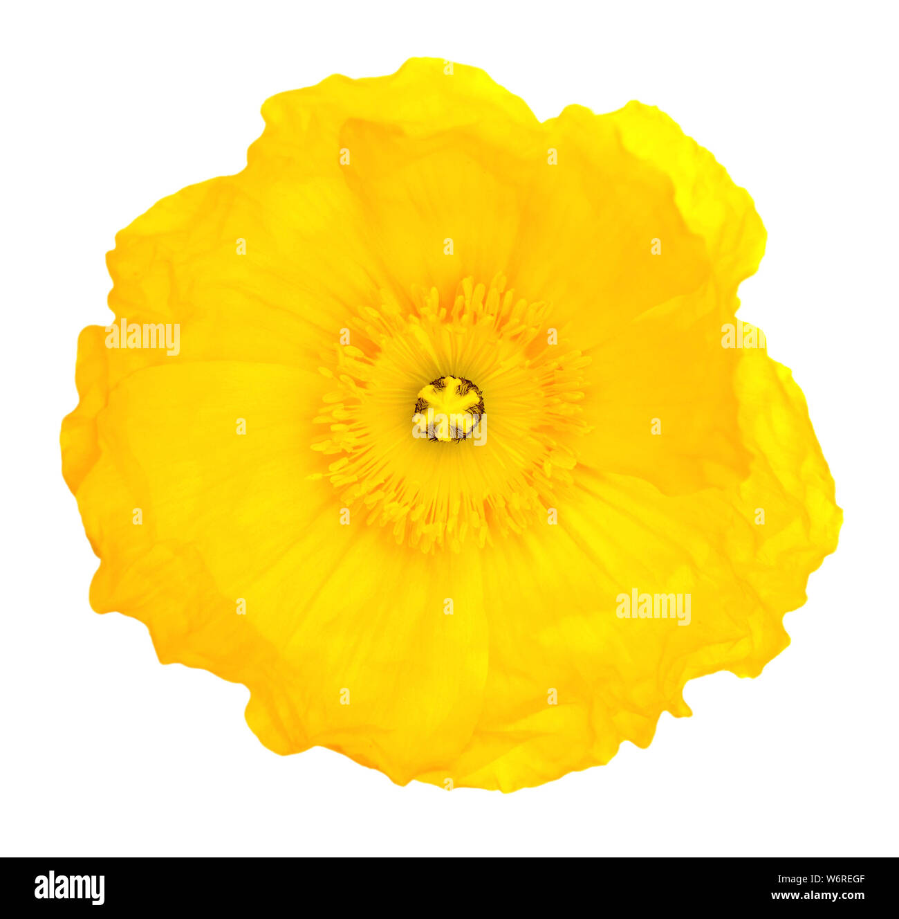 single yellow poppy isolated on white Stock Photo Alamy