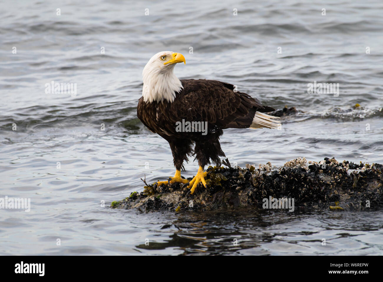 Bald eagle on the beach Stock Photo Alamy