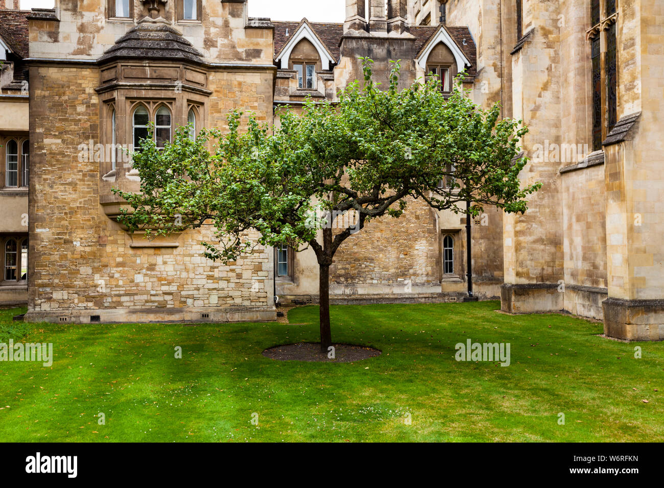Isaak Newton's Apple Tree in the Garden of the Trinity College Cambridge, England Stock Photo