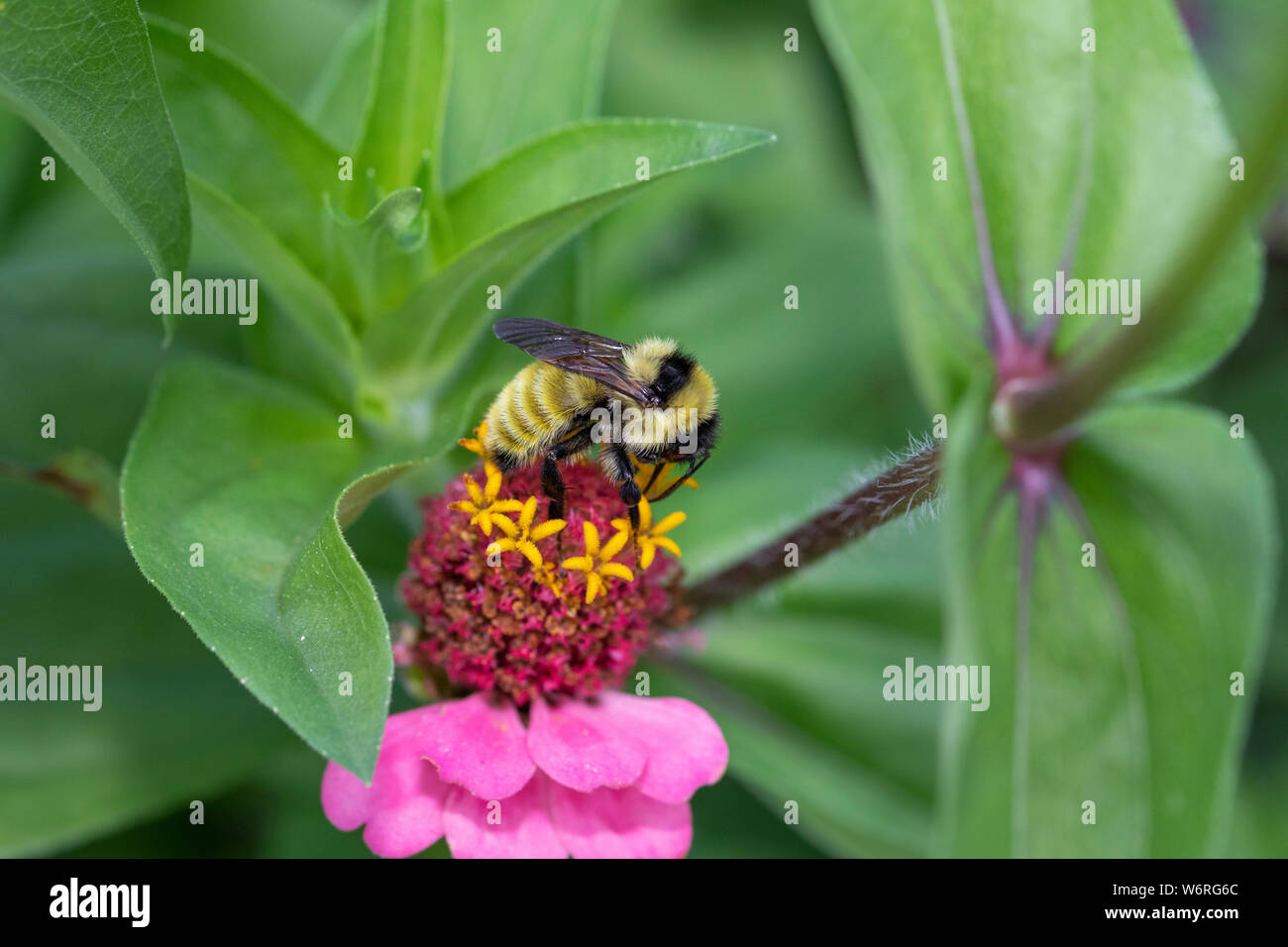 Yellow bumble bee on zinnia flower Stock Photo