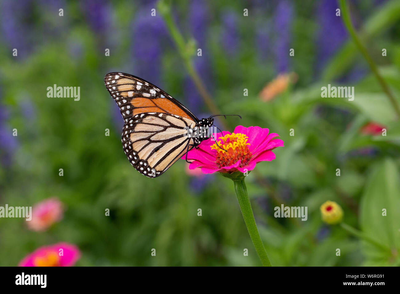 Monarch butterfly on zinnia flower Stock Photo - Alamy