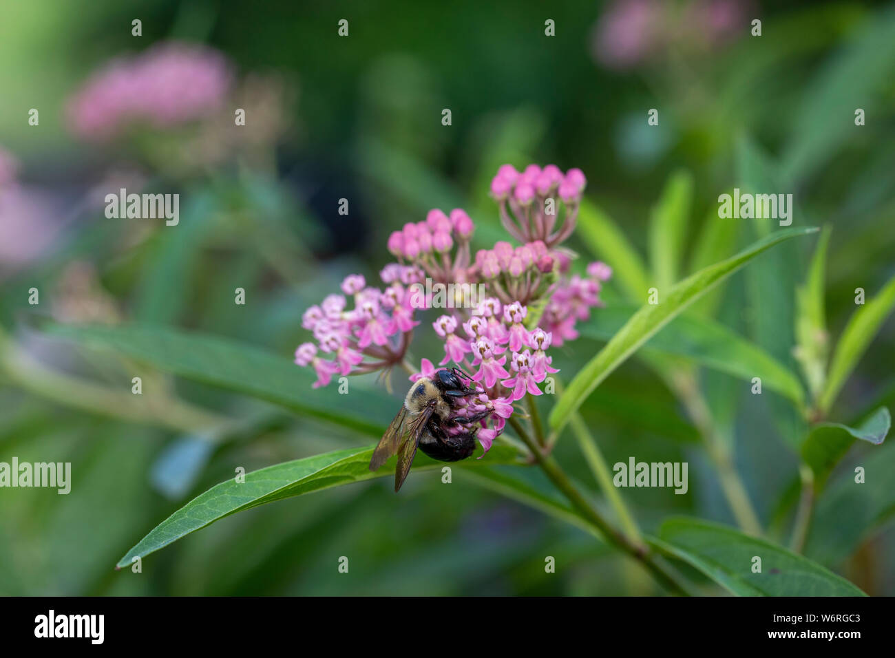 Bumble bee on swamp milkweed Stock Photo