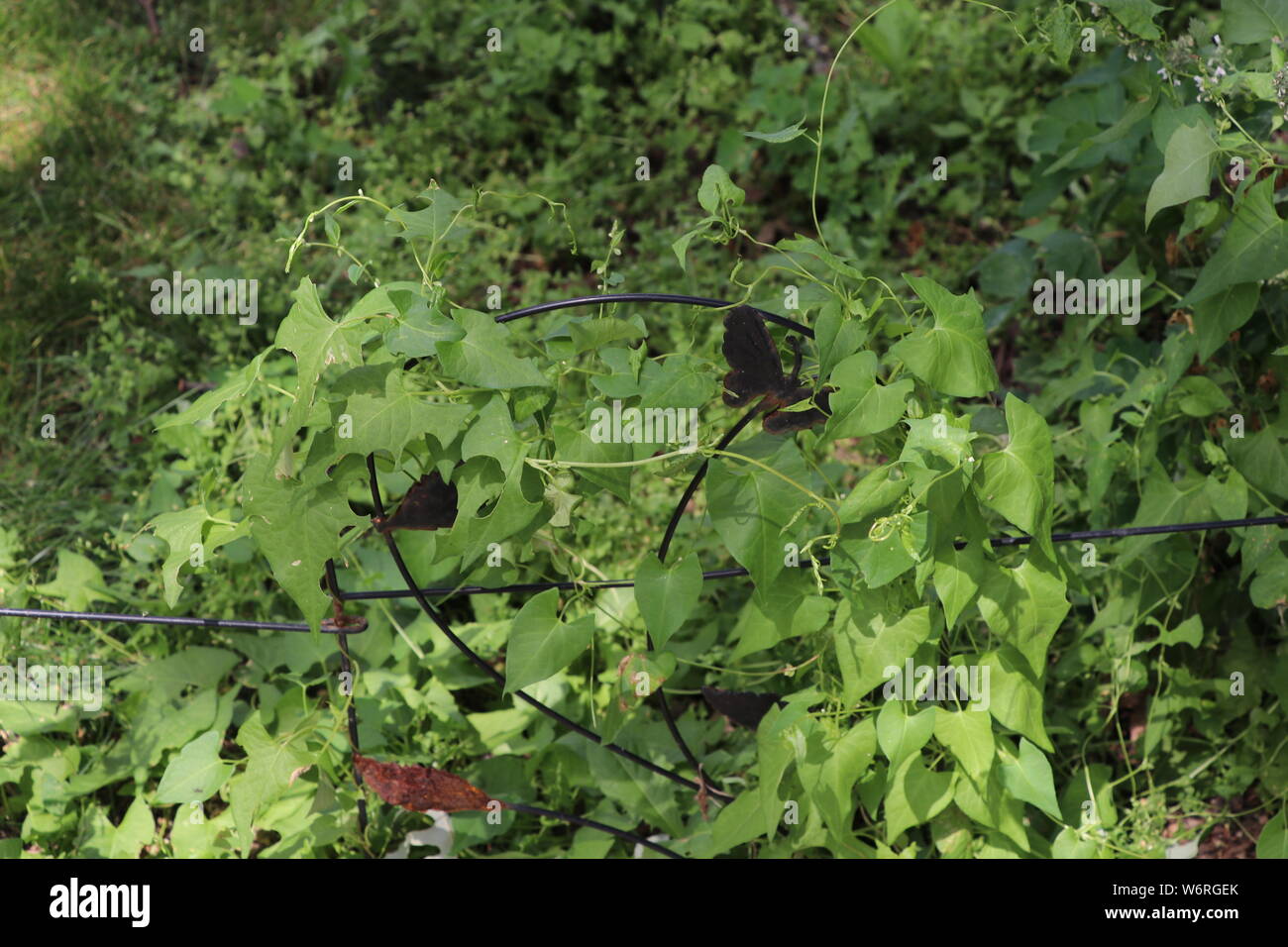 creeping plant on fence Stock Photo