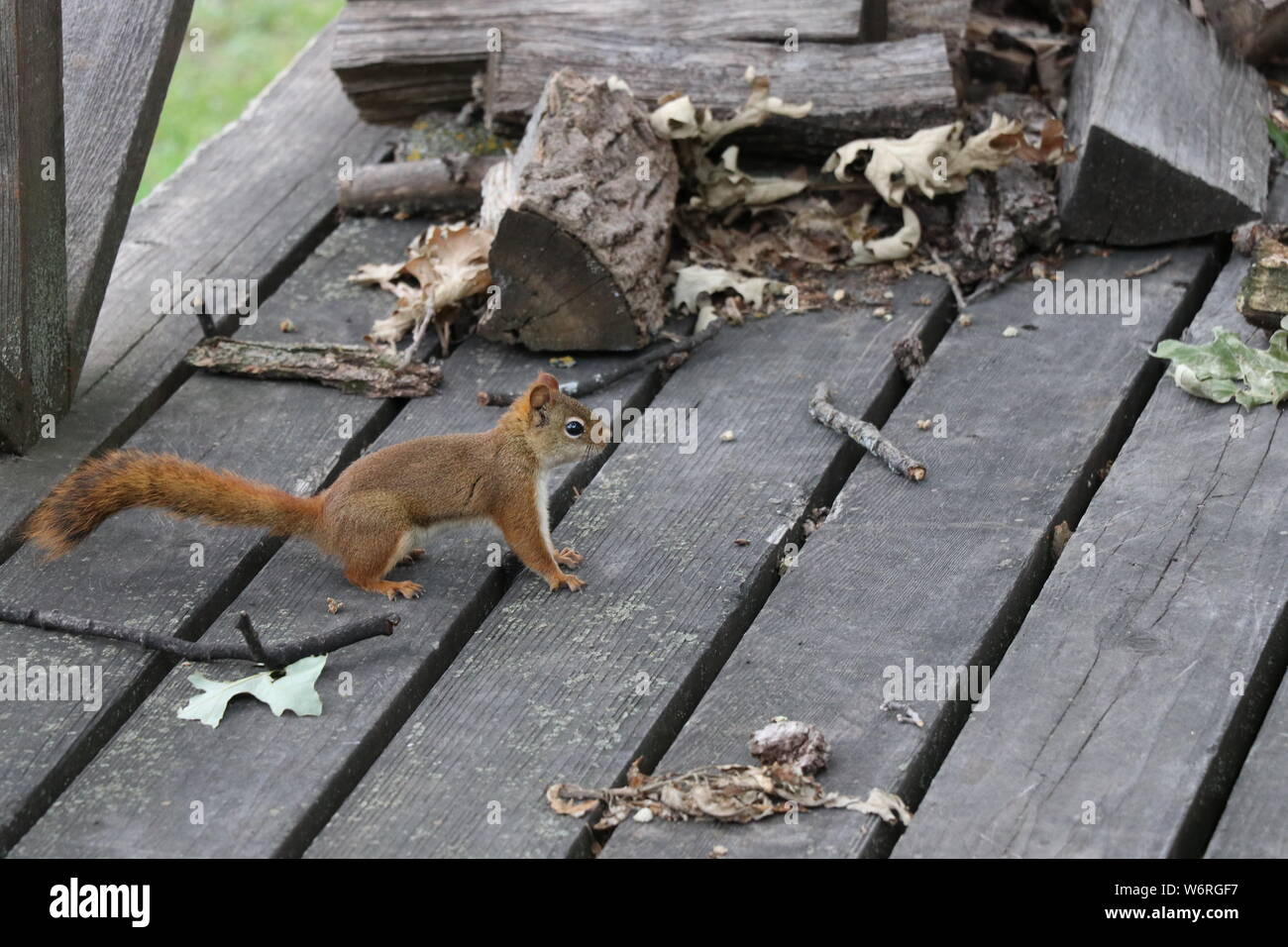squirrel on deck Stock Photo Alamy