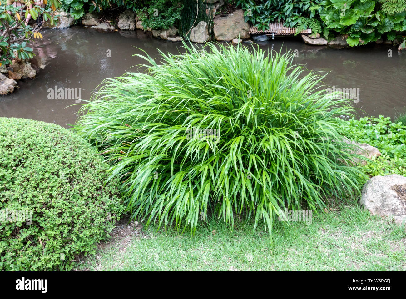 Beautiful ornamental grass Hakonechloa macra growing on the bank of a stream in the garden Stock Photo