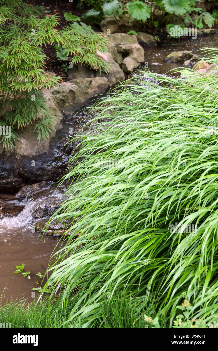 Ornamental grass Hakonechloa macra Hakone grass, Japanese forest grass on a bank of a stream in a garden Stock Photo
