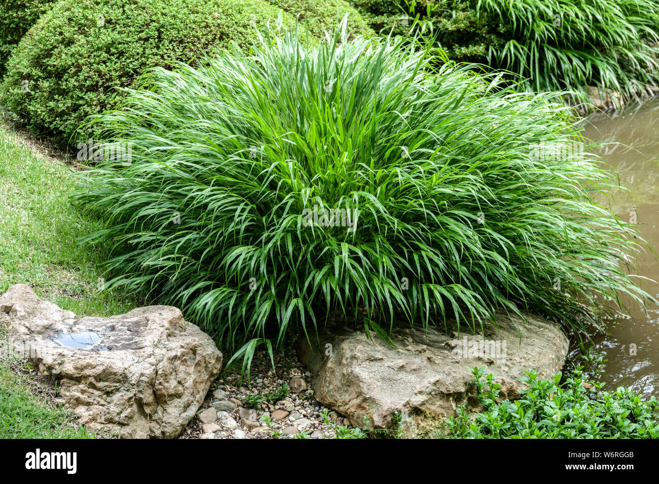 Hakonechloa macra Hakone grass, Japanese forest grass, Beautiful ornamental garden grass Stock Photo