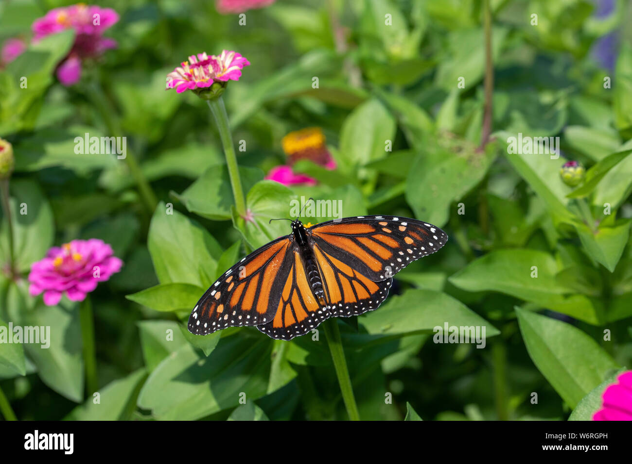 Monarch butterfly on zinnia flower Stock Photo