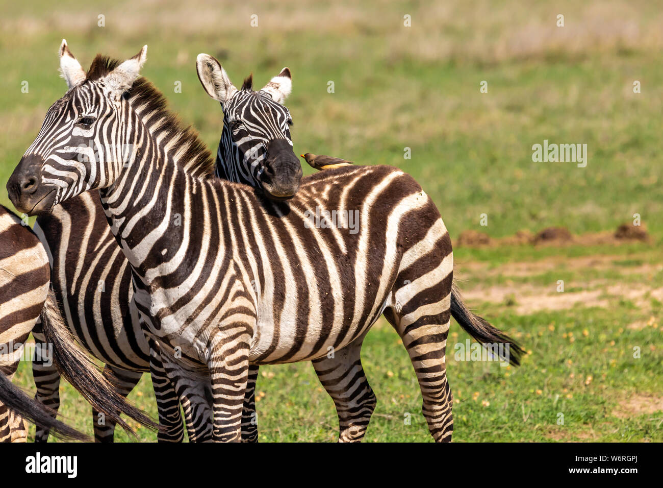Colour wildlife portrait of two Burchell’s Zebra with one Zebra resting its head on the back of the other, taken on Ol Pejeta conservancy, Kenya. Stock Photo
