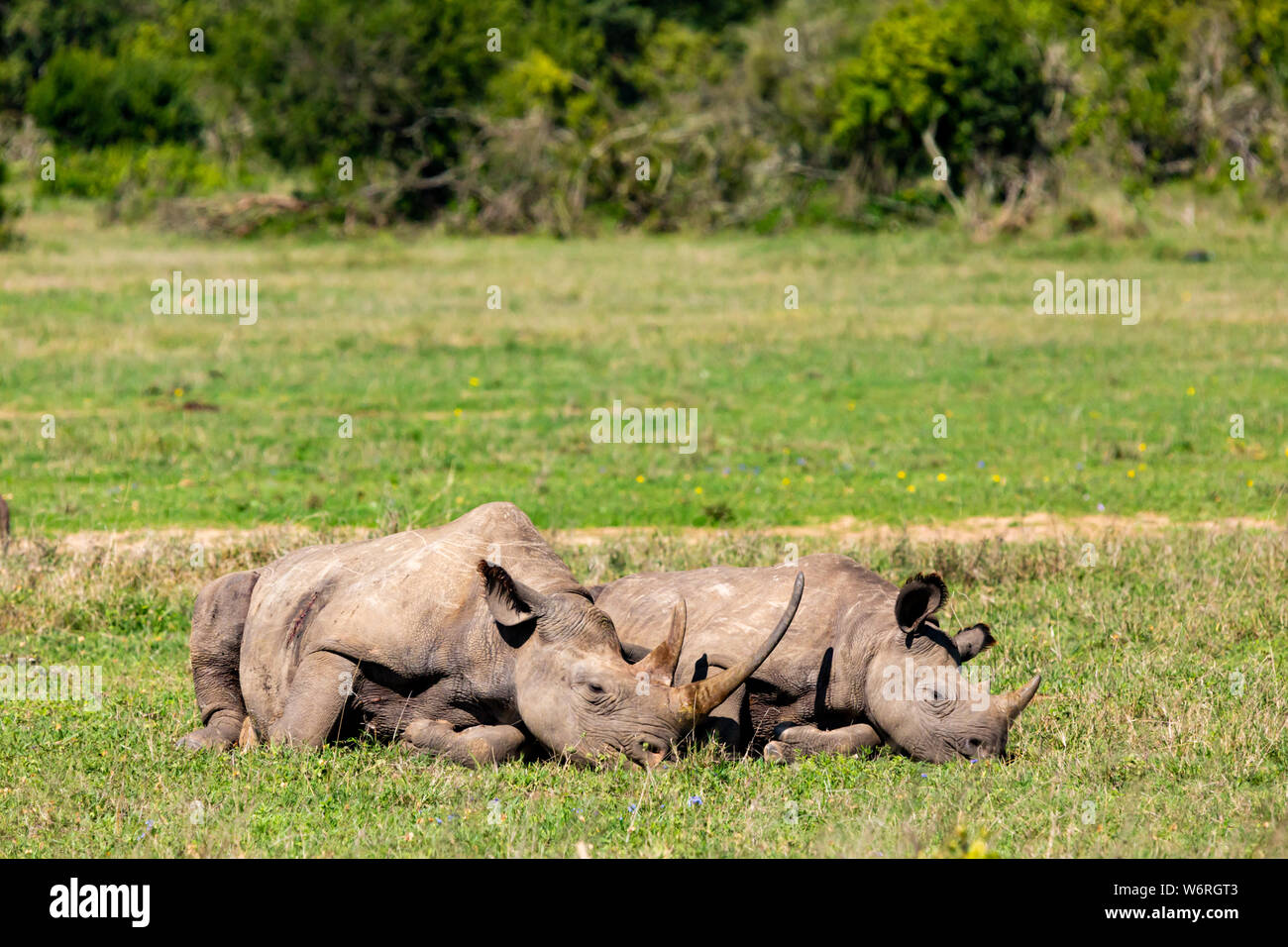 Colour wildlife portrait of two Black Rhinoceros (Mum and calf) laying down on grassland on hot sunny day in landscape orientation, taken in Kenya. Stock Photo