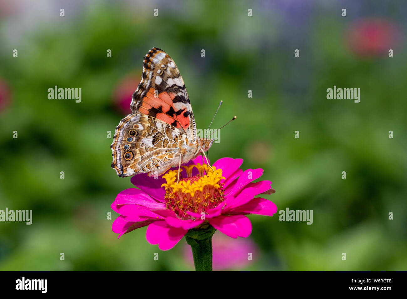 Painted lady butterfly on zinnia flower Stock Photo