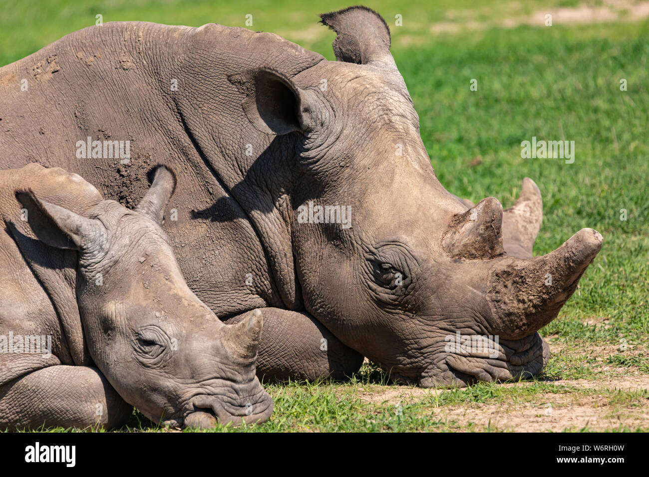 Colour wildlife portrait close to two Black Rhinoceros (Mum and calf) laying down on grassland on hot sunny day in landscape orientation, in Kenya. Stock Photo
