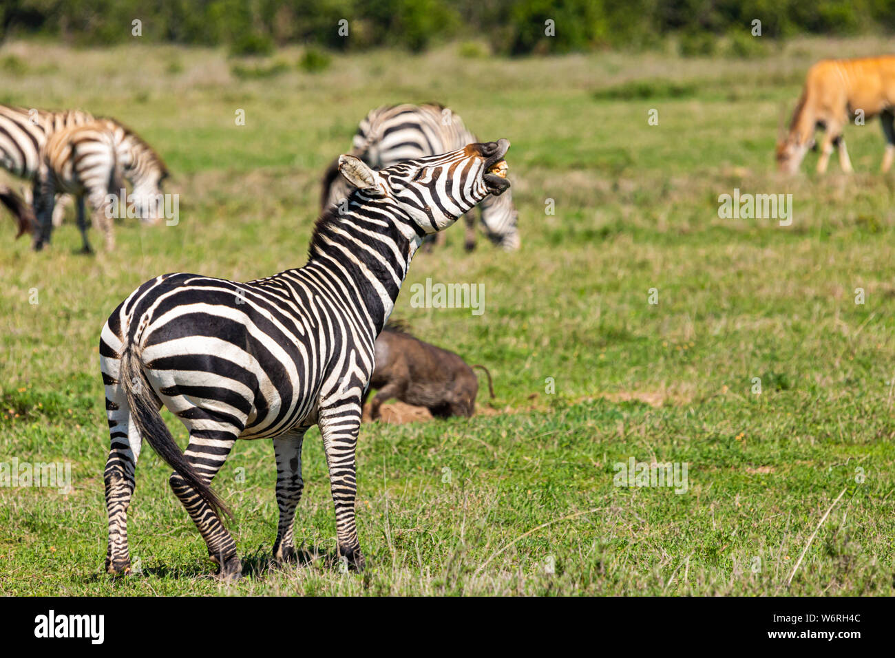 Colour wildlife portrait of Burchell’s Zebra with head-up with a look of laughing amongst other animals in the wild, taken on Ol Pejeta, Kenya. Stock Photo