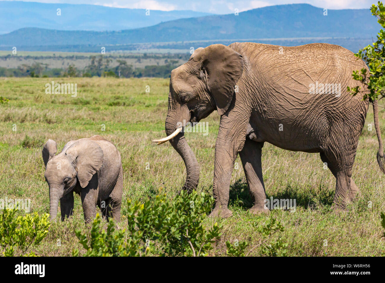 Colour wildlife portrait of two Elephant (Mum and calf) standing within scrub and grassland on hot sunny day in landscape orientation, taken in Kenya. Stock Photo