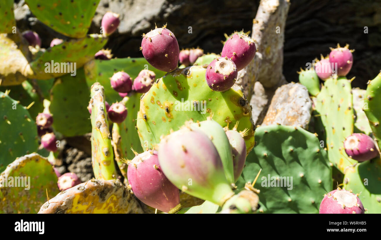 cactus pear 2 Stock Photo