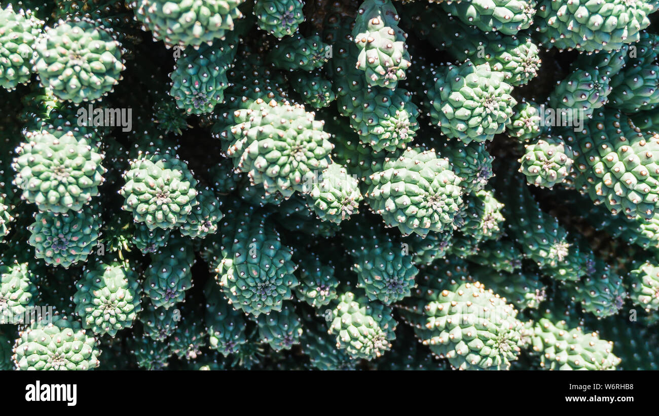 cactus 3 Stock Photo