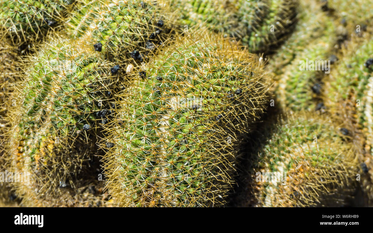 close up cactus 4 Stock Photo