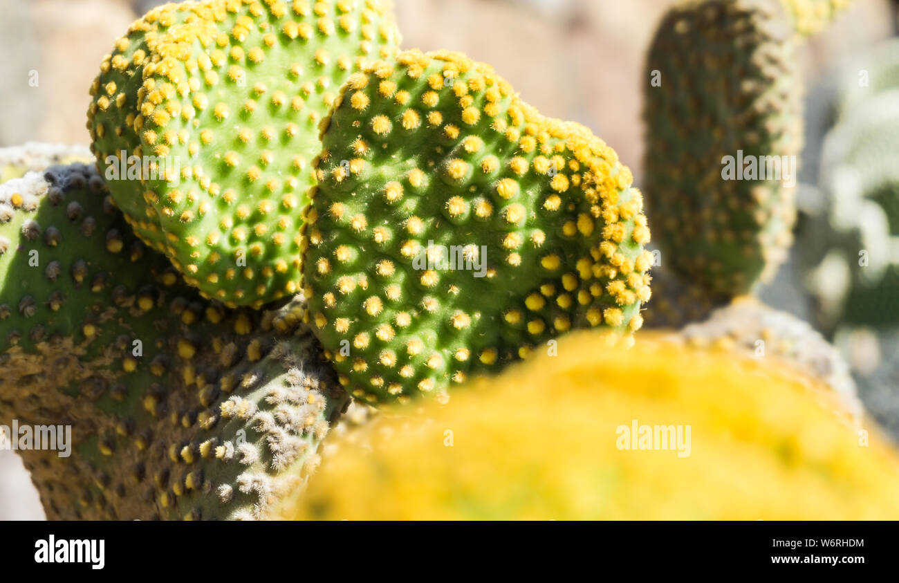 green cactus Stock Photo