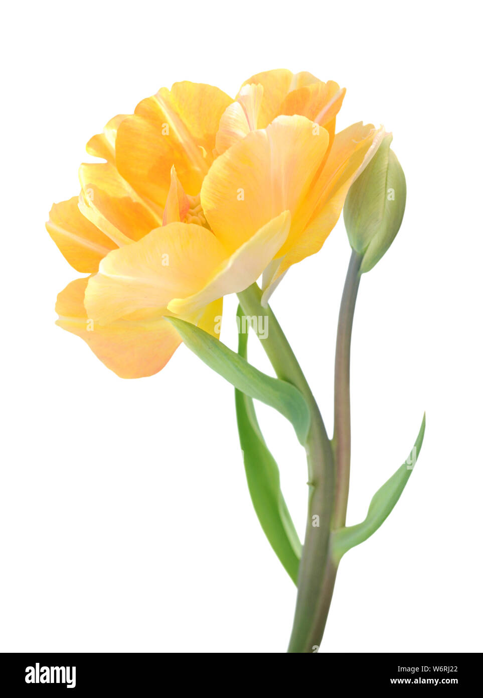 single yellow tulip isolated on white background Stock Photo - Alamy