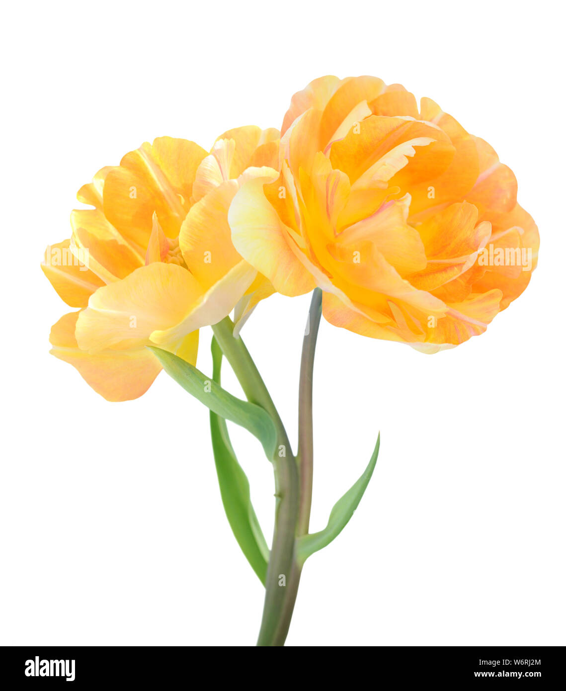 single yellow tulip isolated on white background Stock Photo - Alamy