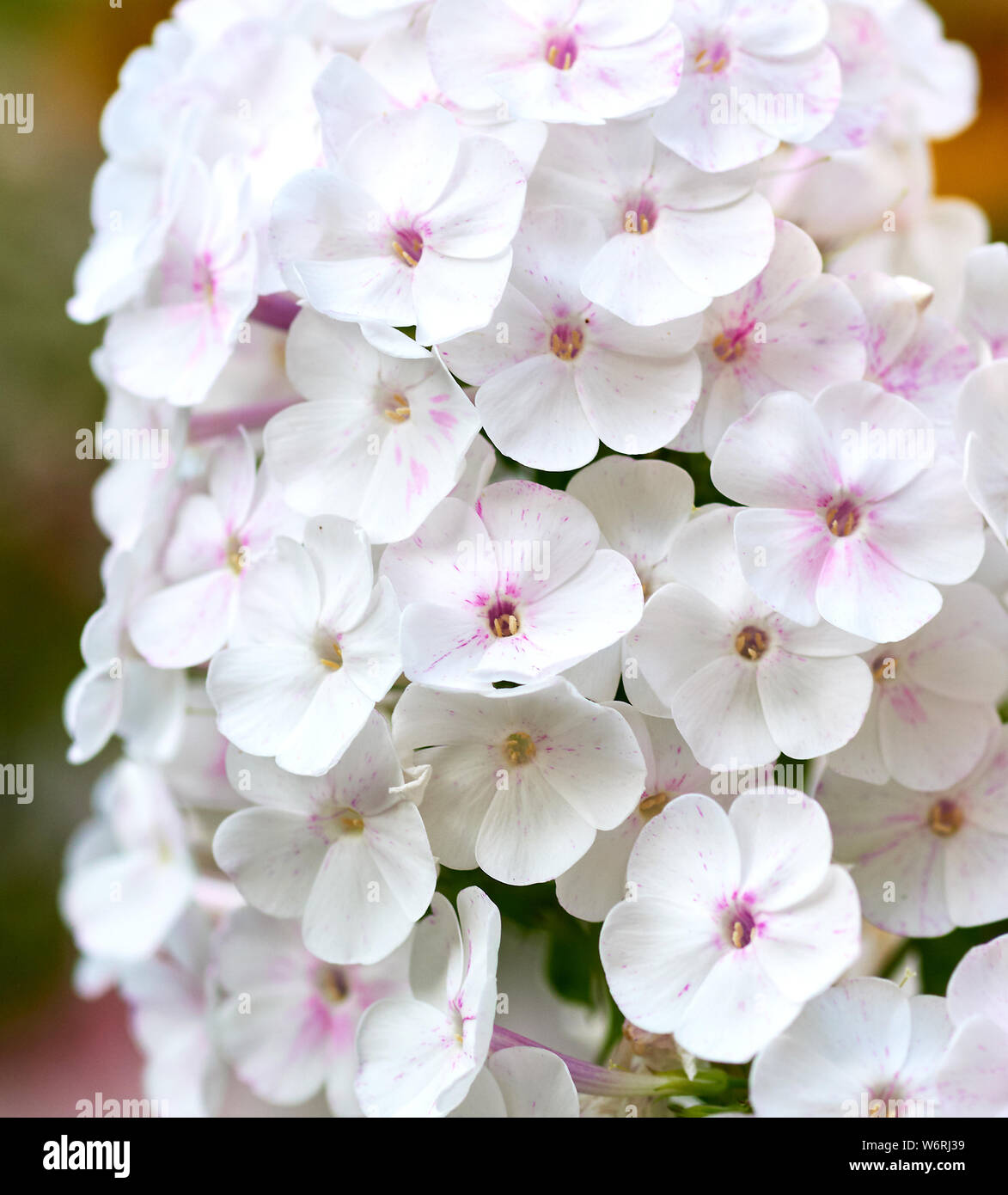 white blooming Phlox paniculata is a perennial herb, species of the genus Phlox of the family Cyanosis (Polemoniaceae). Stock Photo