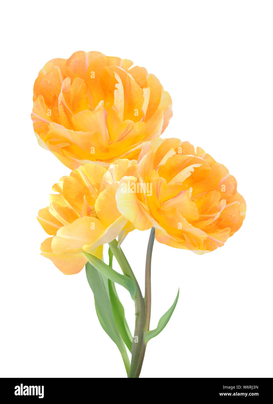 single yellow tulip isolated on white background Stock Photo - Alamy