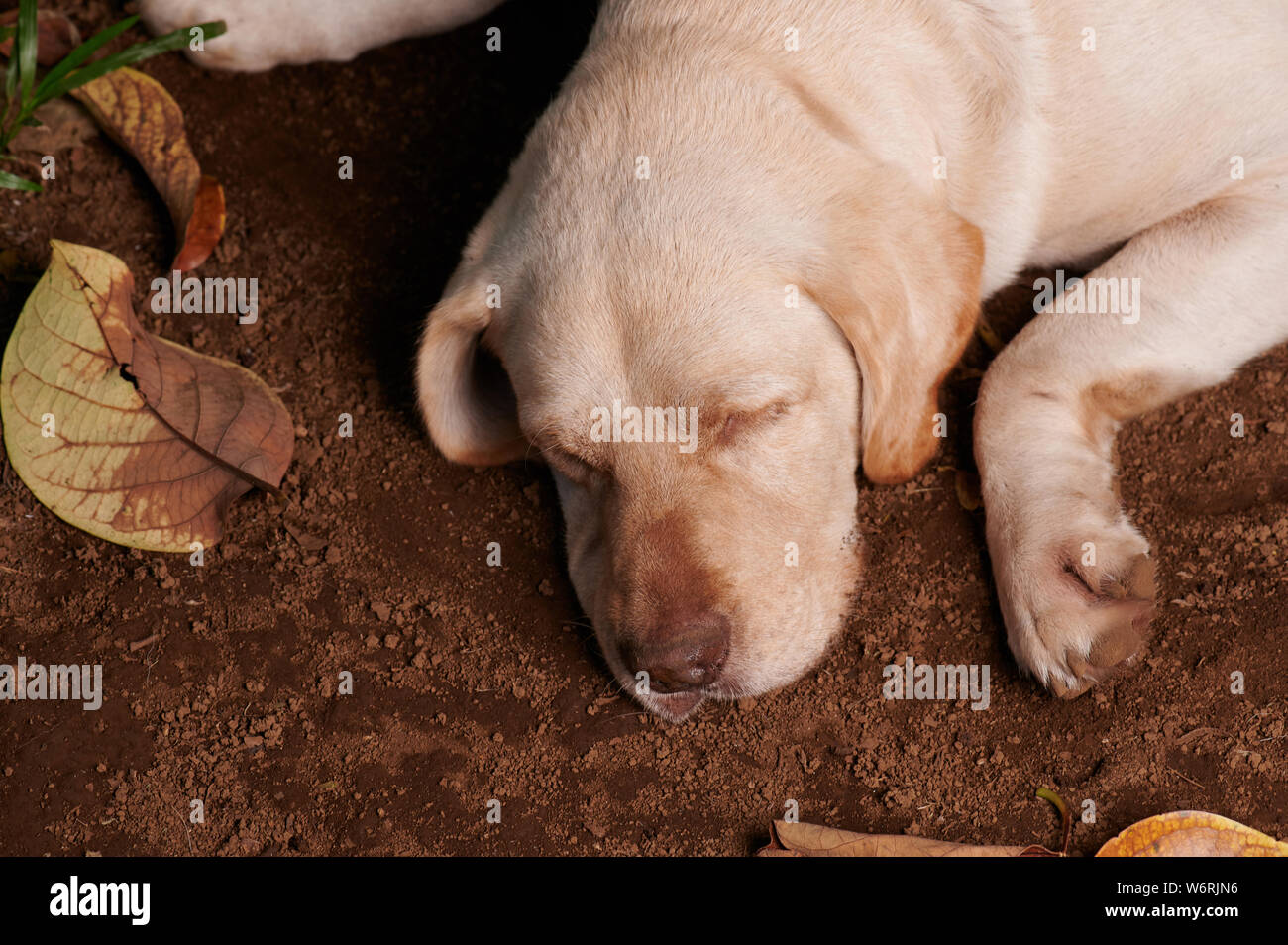 Relax cute labrador dog sleep on ground above top view Stock Photo