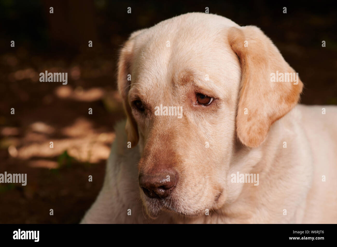 Portrait of sweet labrador dog close up view on sunset background Stock Photo