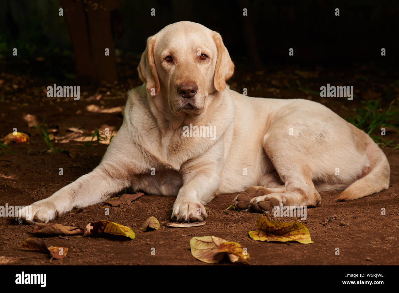 Big labrador dog lay outside on ground garden Stock Photo - Alamy