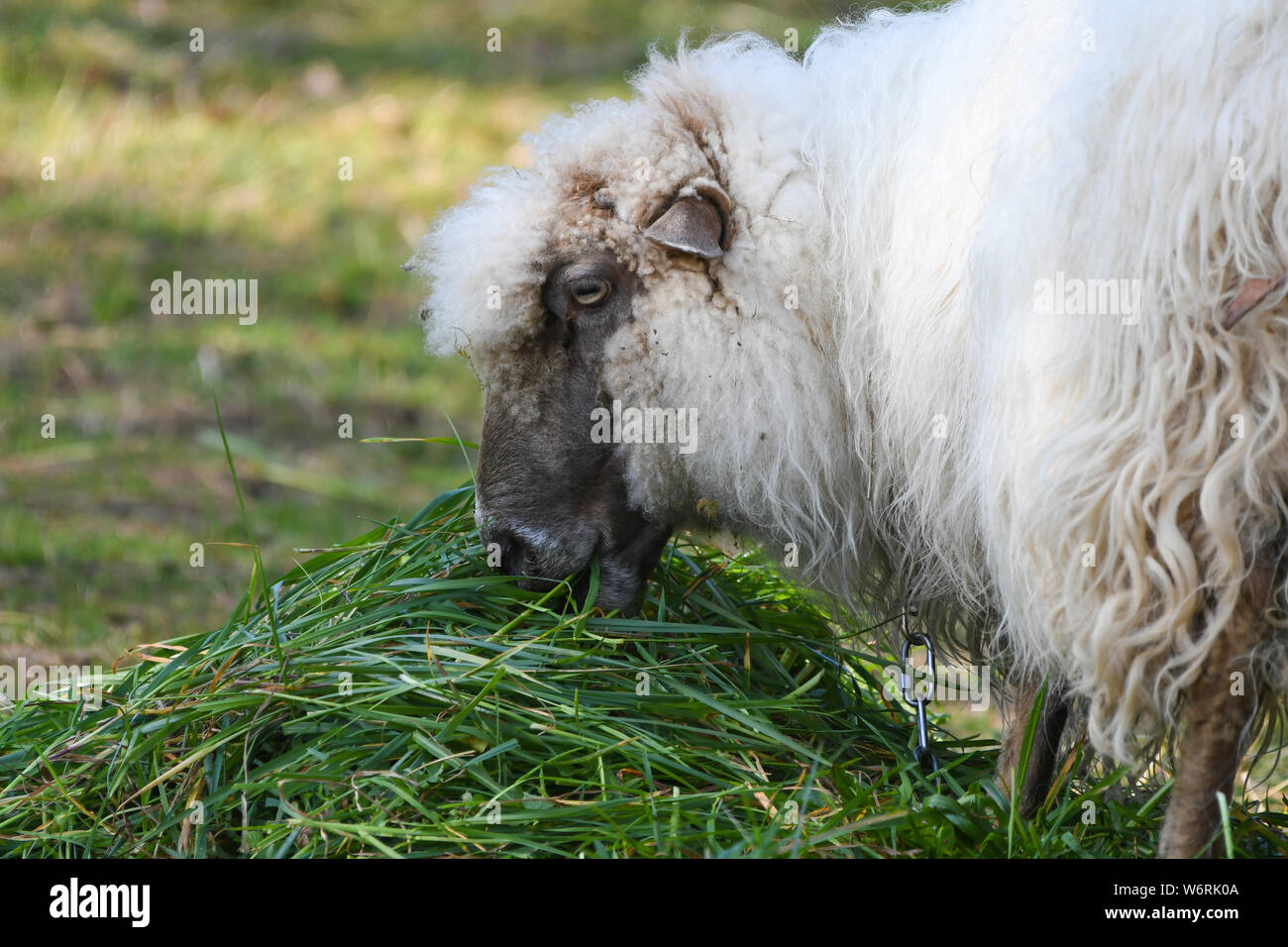 Close-up of a sheep eating grass Stock Photo