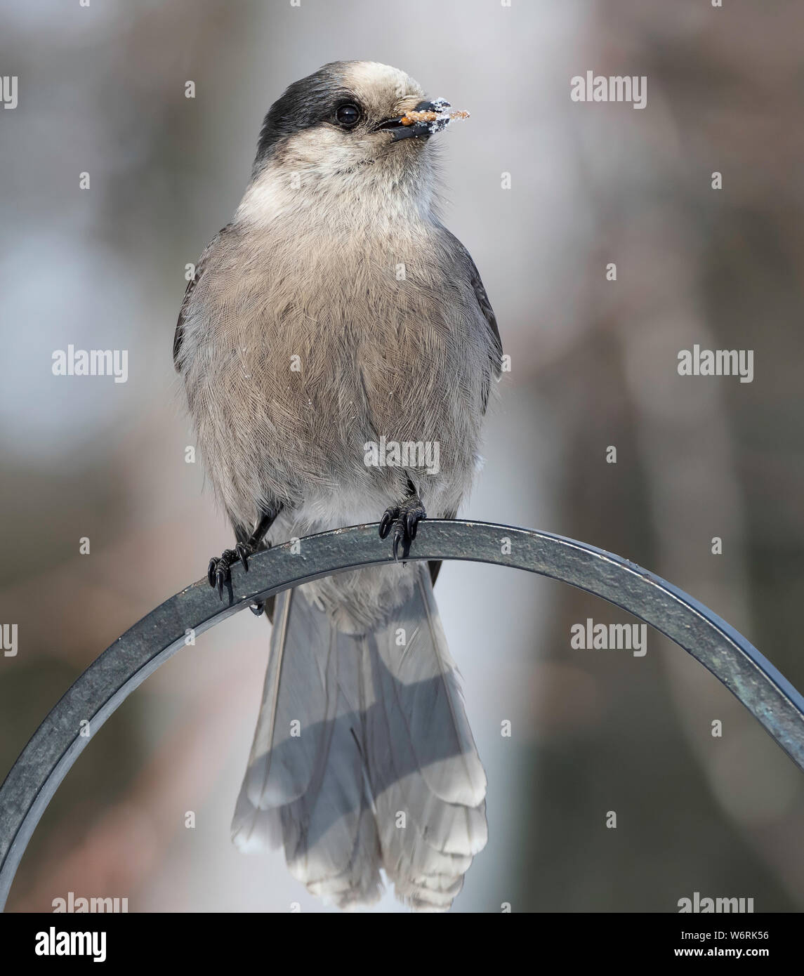 Gray Jay or Canada jay Stock Photo Alamy