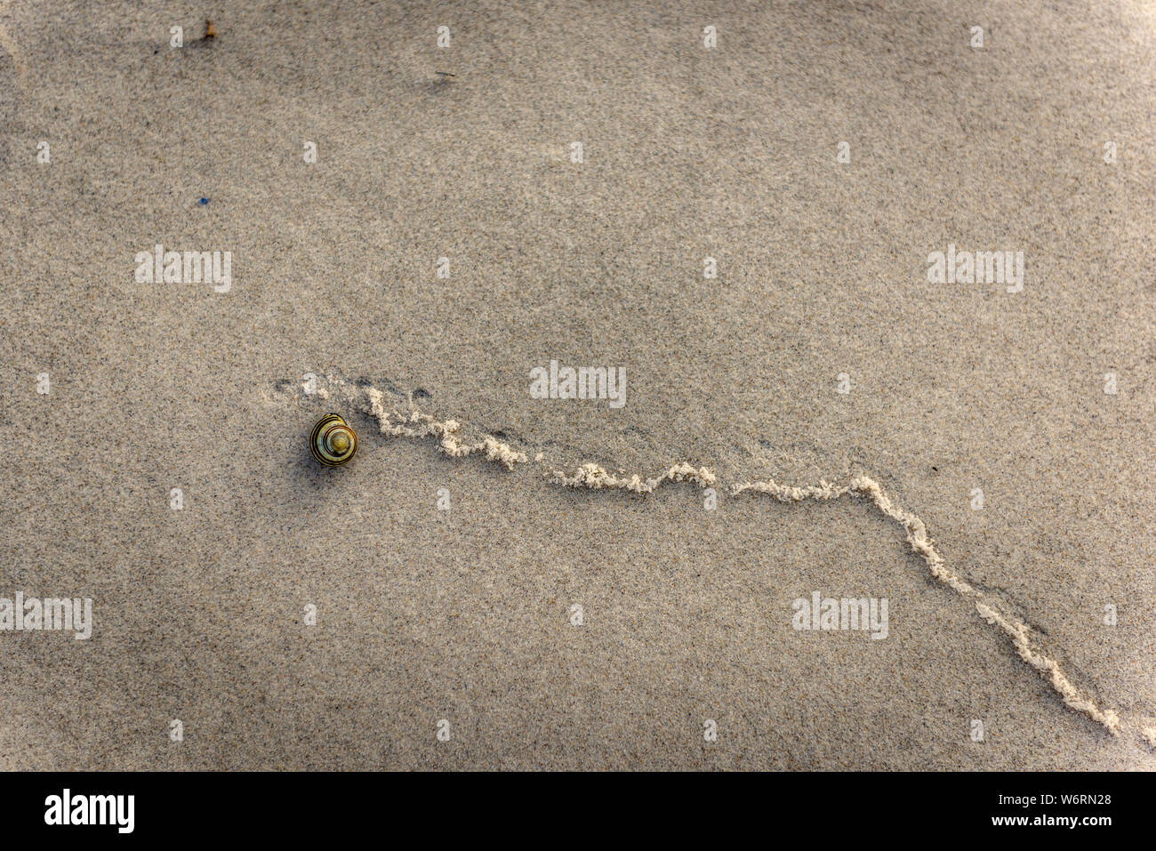 shell on the beach Stock Photo