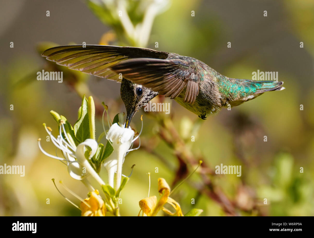 A hummingbird in flight has it's beak down in the middle of a honeysuckle flower. Stock Photo