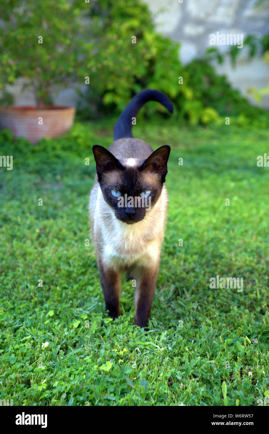 Siamese cat in yard Stock Photo Alamy