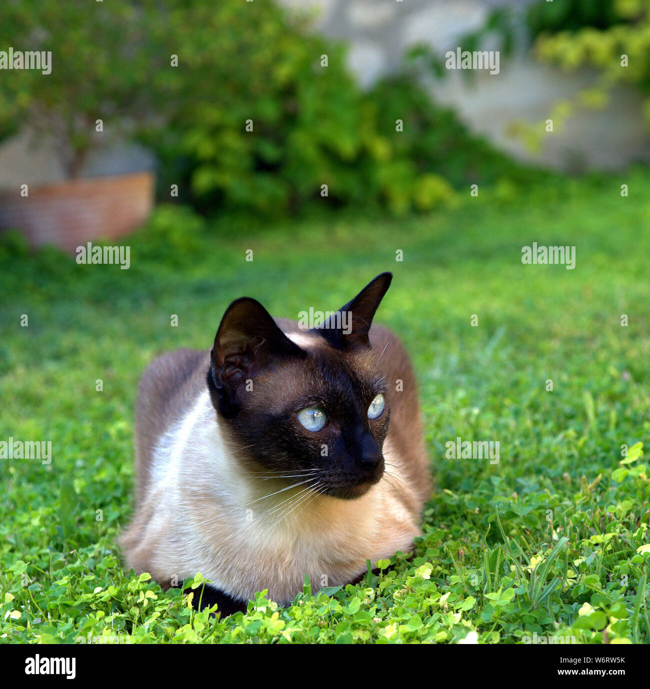 Siamese cat in yard Stock Photo Alamy