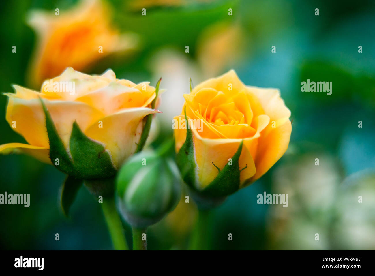 Light orange rose hi-res stock photography and images - Alamy