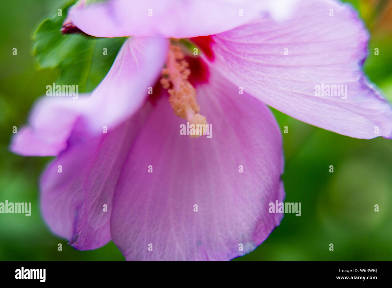 Page 2 Lilac Hibiscus High Resolution Stock Photography And Images Alamy