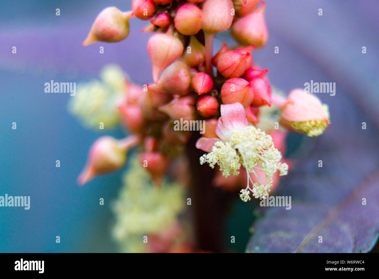 Castor oil plant or Ricinus communis. Macro shot with low depth of focus. Stock Photo