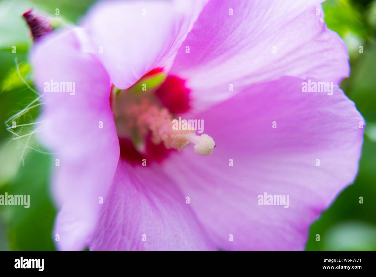 Page 2 Lilac Hibiscus High Resolution Stock Photography And Images Alamy Page 2 Lilac Hibiscus High Resolution Stock Photography And Images Alamy