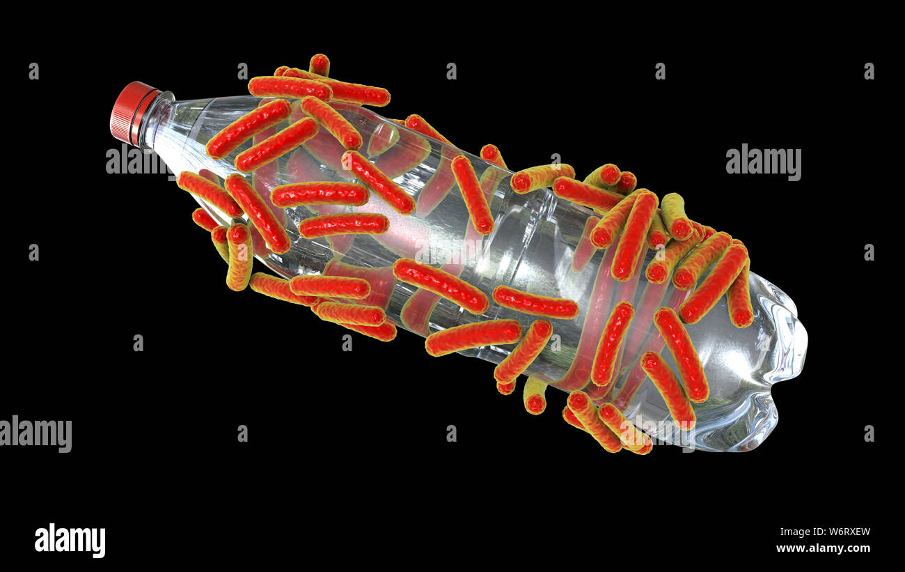 Computer illustration of Ideonella sakaiensis bacteria degrading a plastic bottle. I. sakaiensis was discovered in 2016 in sediment near a plastic bottle recycling facility in Japan. It is able to use the plastic polyethylene terephthalate (PET) as its primary energy source. To do so it uses two enzymes, PET hydrolase (PETase) and MHET hydrolase (MHETase), to convert PET to terephthalic acid (TPA) and ethylene glycol. Stock Photo