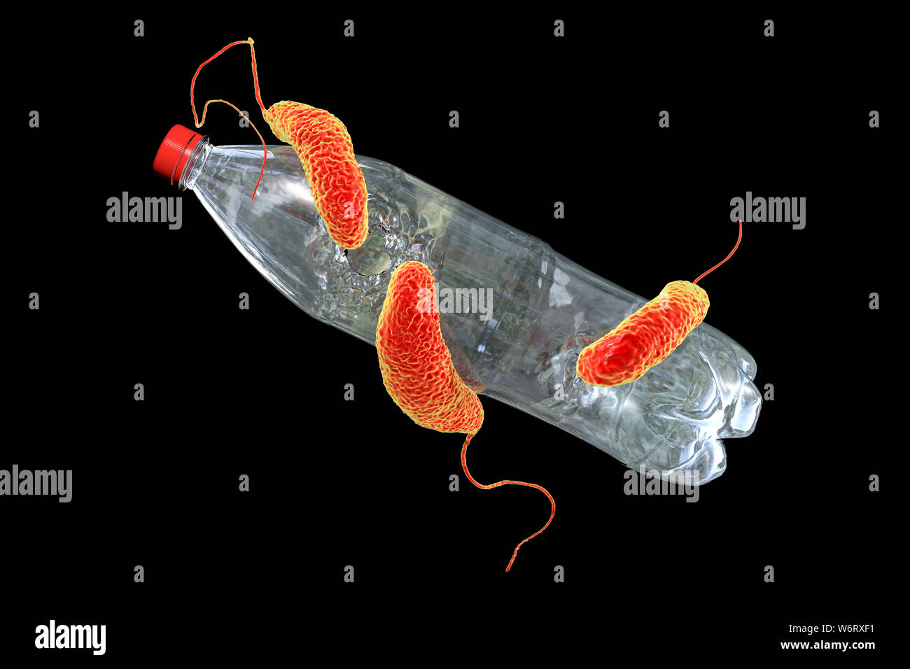 Computer illustration of Ideonella sakaiensis bacteria degrading a plastic bottle. I. sakaiensis was discovered in 2016 in sediment near a plastic bottle recycling facility in Japan. It is able to use the plastic polyethylene terephthalate (PET) as its primary energy source. To do so it uses two enzymes, PET hydrolase (PETase) and MHET hydrolase (MHETase), to convert PET to terephthalic acid (TPA) and ethylene glycol. Stock Photo