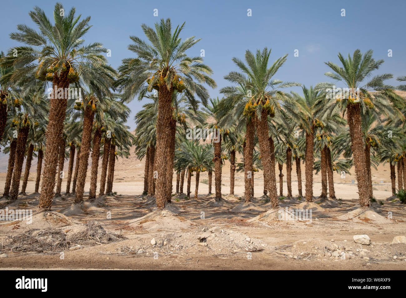 Palm tree plantation. Photographed in the Dead Sea region, Israel Stock