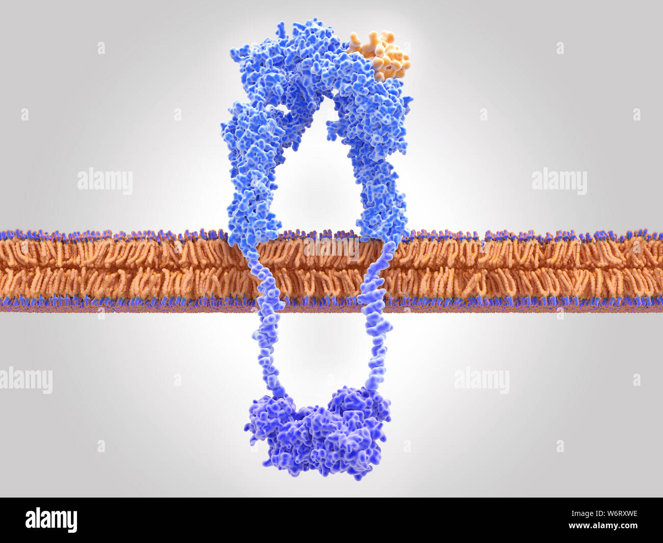 Active insulin receptor, illustration. The insulin receptor (blue) is a transmembrane protein, that has become activated through the binding of insulin (orange). Insulin binding induces structural changes within the receptor. These changes trigger a biochemical chain of events inside the cell (signal transduction), that finally leads to the transport of glucose into the cell via activation of glucose transporters (channel proteins). Stock Photo