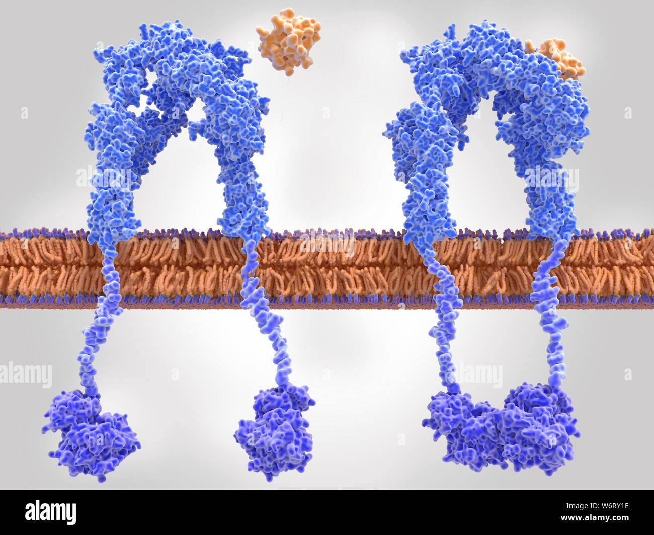 Active (right) and inactive (left) insulin receptors, illustration. The insulin receptor (blue) is a transmembrane protein which is activated through the binding of insulin (orange). Insulin binding (right) induces structural changes within the receptor. These changes trigger a biochemical chain of events inside the cell (signal transduction), that finally leads to the transport of glucose into the cell via activation of glucose transporters (channel proteins). If insulin is not bound (left), then the receptor remains inactive, and glucose cannot be transported across the cell membrane. Stock Photo