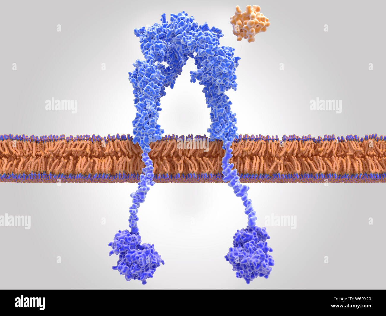 Inactive insulin receptor, illustration. The insulin receptor (blue) is a transmembrane protein, that becomes activated through the binding of insulin (orange). Insulin binding induces structural changes within the receptor. These changes trigger a biochemical chain of events inside the cell (signal transduction), that finally leads to the transport of glucose into the cell via activation of glucose transporters (channel proteins). Here, insulin is close to the insulin binding site on the receptor, however while it remains unbound, the receptor is inactive. Stock Photo