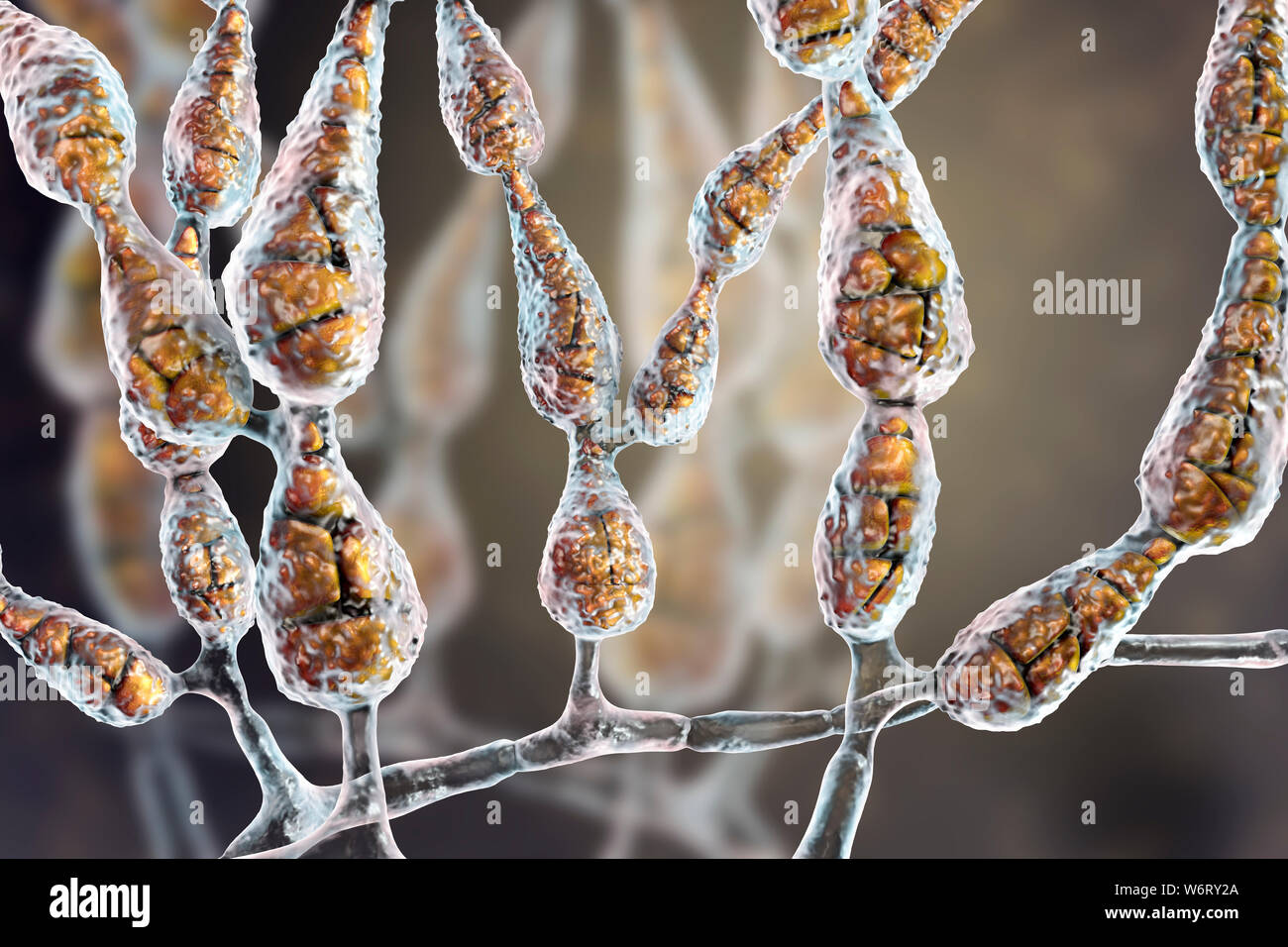 Filamentous allergenic fungus Alternaria alternata, computer illustration. Alternaria is a dematiaceous (phaeoid) fungus commonly isolated from plants Stock Photo